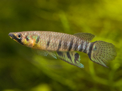 Epiplatys dageti dageti Epiplatys dageti dageti